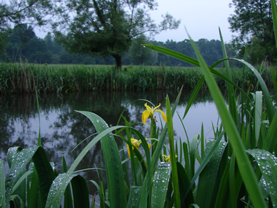 River Avon Durnford